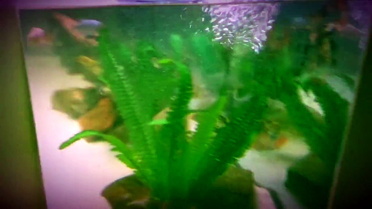 Fast, fun and easy fish tank cleaning and water change