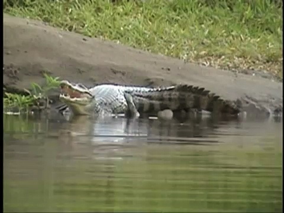 Caiman