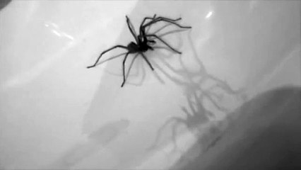 Real Spider Walk Cycle Studio B/W