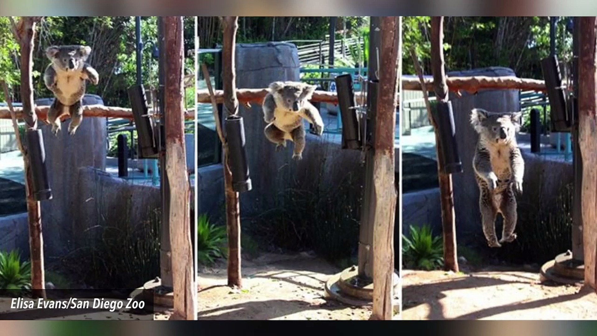 Jumping Koala Becomes Latest Meme Sensation