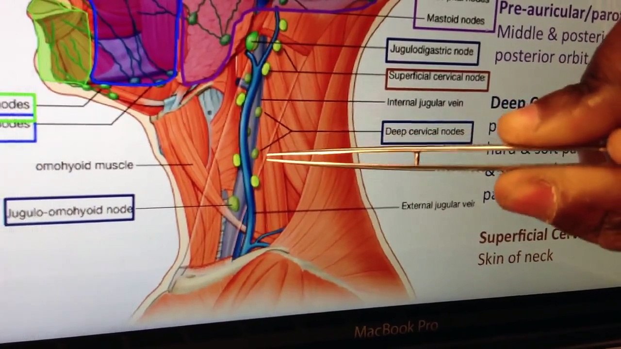 Larynx Anatomy (5 of 5): Vessels, Nerves & Basic Clinical Anatomy - Head and Neck Anatomy 101