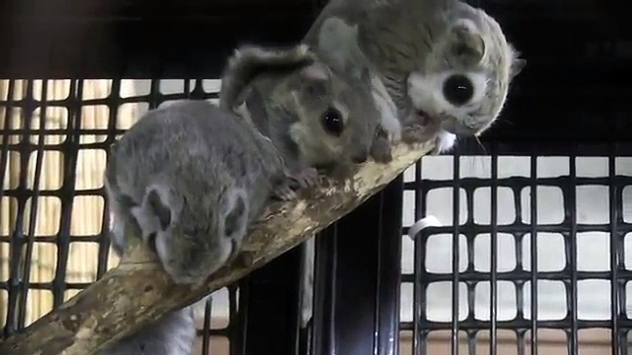 エゾモモンガの赤ちゃんの授乳~Russian flying squirrel Baby