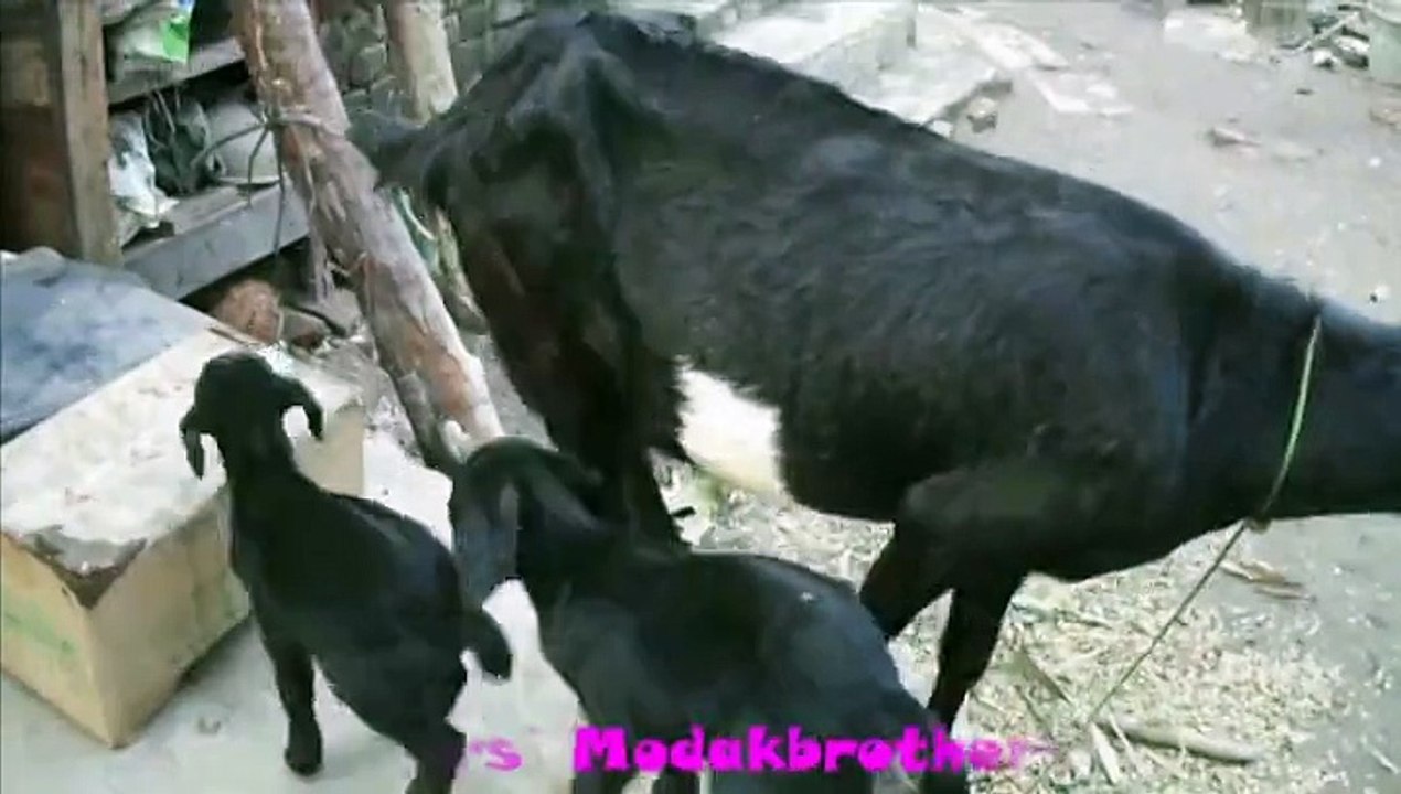 Indian Goat Cultivation Process