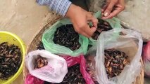 Edible Insects--Cambodian-style!
