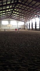 Bargello - Horse for Sale