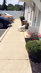 Un bulldog anglais avec une boîte dans la gueule