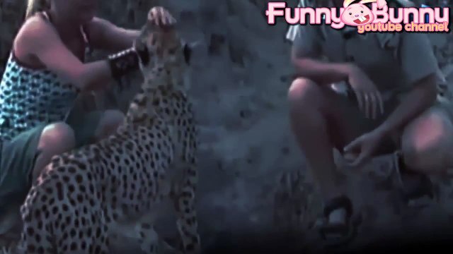 Cheetah attacked reporter 2015 Cheetah attack the people Animal attack human
