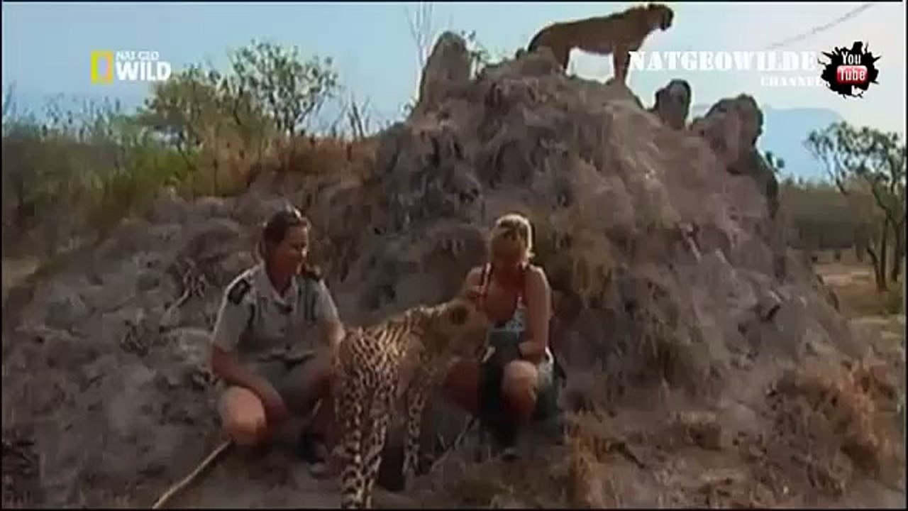 Cheetah attacked reporter  Cheetah attack the people!   Animal Attacks on Human   Nat Geo Wild ™