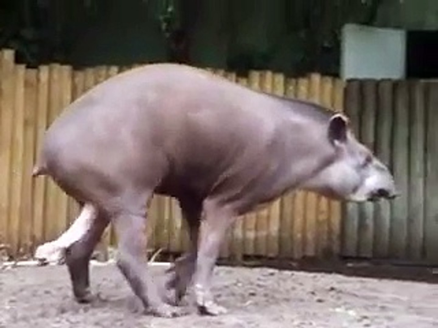 Giant Tapir Penis Ready for animal funny - video Dailymotion
