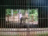 Leona en zoológico de Montecarlo (Misiones - Argentina)