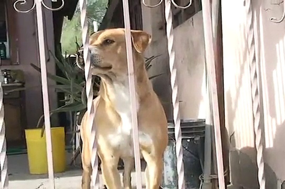 SONIDO CUIDADO DE ANIMALES POR EL ESTRUENDO DE COHETES