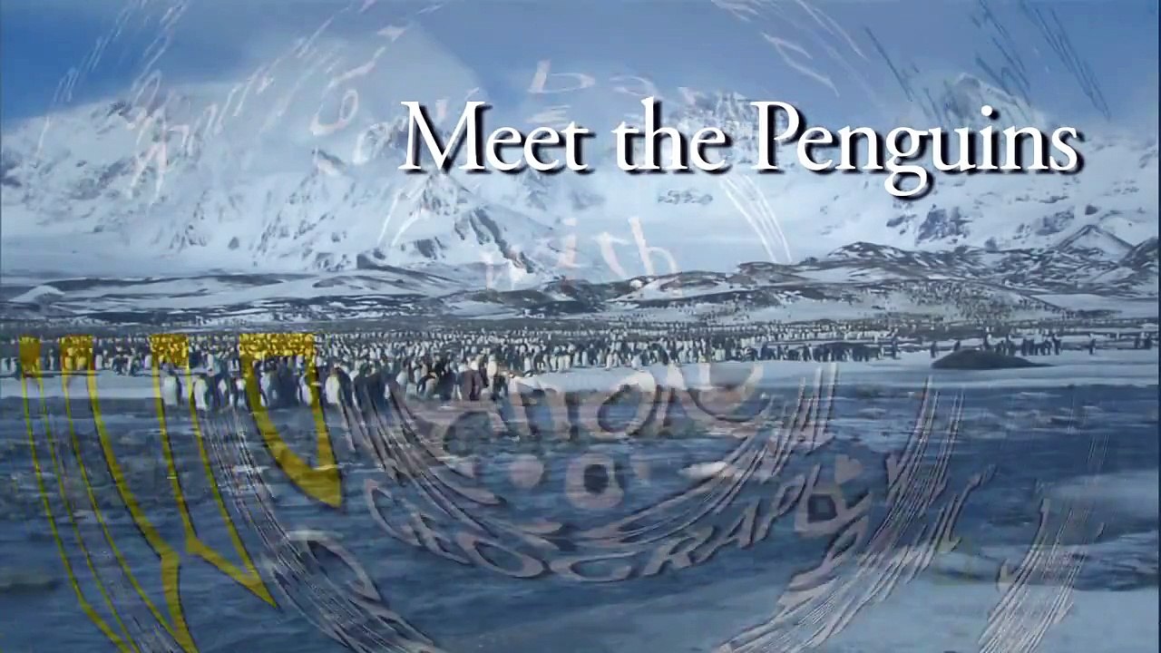National Geographic: Meet the Penguin