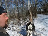 Warmth of the Winter Sun - walking my Husky in the snowy forest