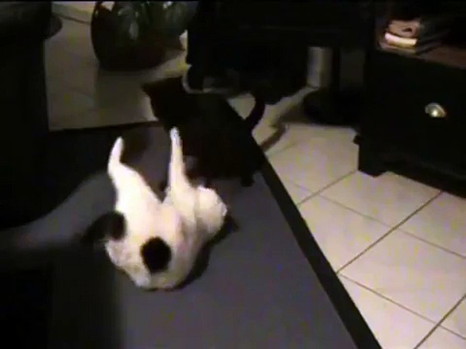 Katzen kämpfen / Catfight