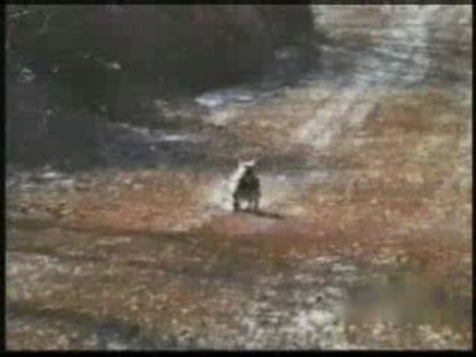 amv super crazy-cats