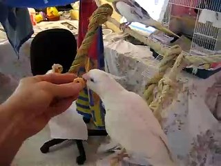 Shimmie the White Cockatiel and Fruit Loops