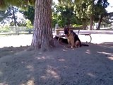 German Shepherds Bruno & Rex at the Dog Park