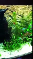 Feeding time again! Half a frozen food block containing blo