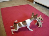 Pet Chihuahua vs. Taco Bell Chihuahua