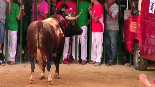 BOUS AL CARRER LLIRIA 2014 Toro Cerril Ganaderia Sanchez Cobalera Nº16 09.Octubre