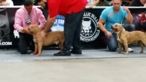 Allentown Bully Convention 2: Standard American Bullies