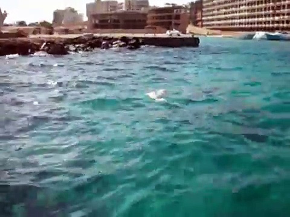 Mother Dolphin Carries Dead Baby Calf For Days Red Sea  Sea Horse Diving Center