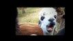 Animals are so funny when they eat - Funny and cute animal compilation