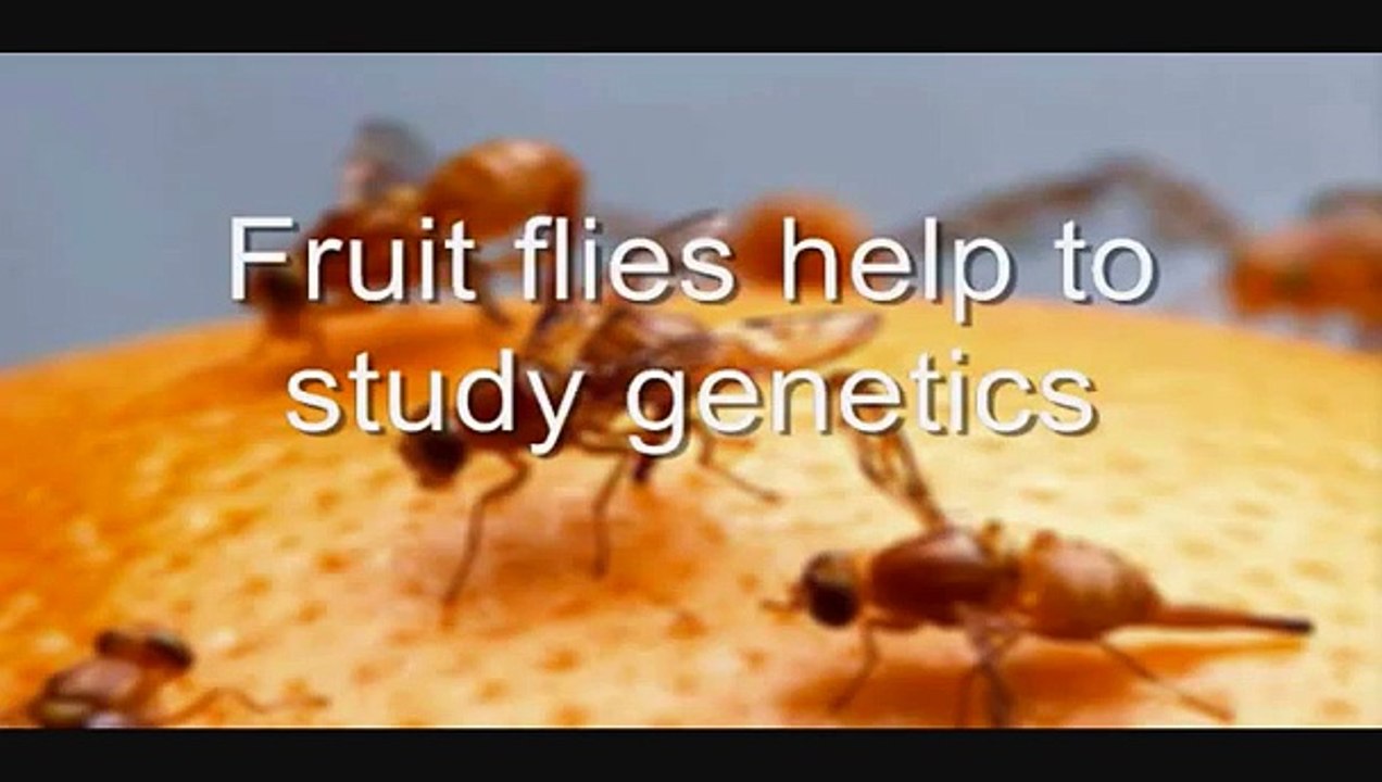 animal research