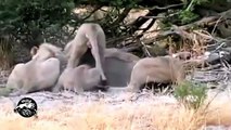 Lions Vs Baboons / Lion Kills & Eats Baboon Monkey [Animal Nature Wildlife Documentary Ful