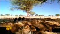 Grandes documentales La vida en el planeta Tierra Historia de un suricato