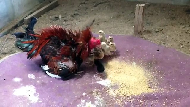 LiveLeak - The cock brings up his chicks-copypasteads.com