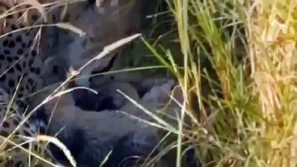 Especial Documental de Leones - De la Walt Disney y National Geographic para todo la Famil