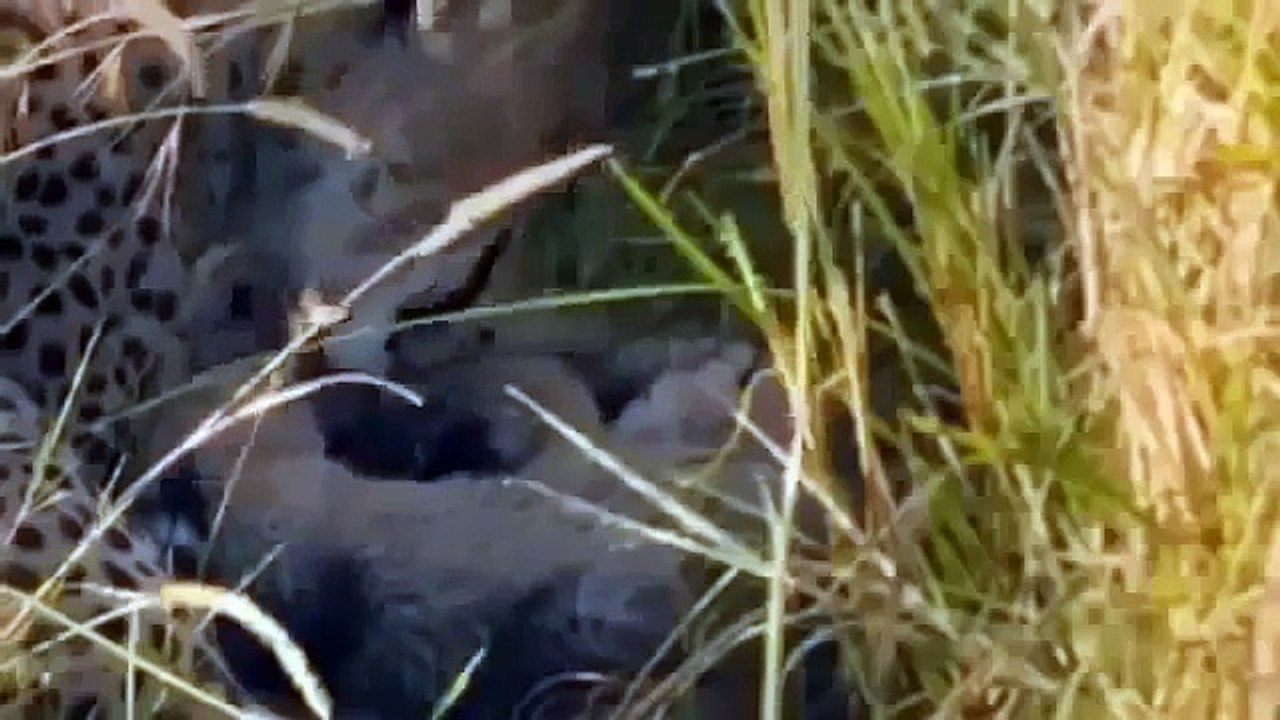 Especial Documental de Leones - De la Walt Disney y National Geographic para todo la Famil