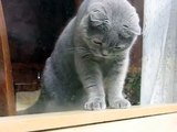 Kittens-British Blue Shorthair