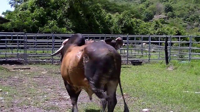 LOTE #8 REMATE DE GANADO PURO 15 DE NOV DE 2012 - TOROS PUROS PARA LA REPRODUCCIÓN