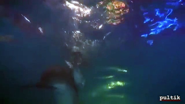 Рождения дельфиненка август 2009