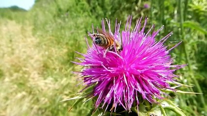 Rio Fiume: dove la Natura è Sovrana HD
