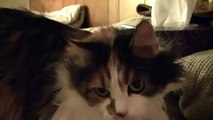 Cute Calico Maine Coon cat shows off her face