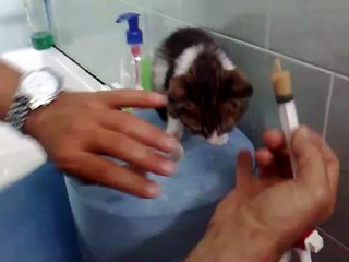 Micino in cura dal veterinario