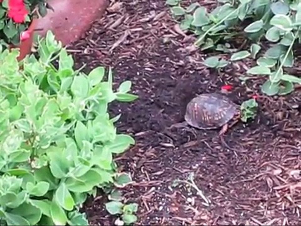 Eastern Box Turtle Laying Eggs