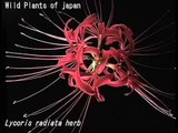 科学映像館　　Wild plants of japan Lycoris radiata herb（ヒガンバナ）