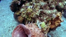 The Power of Coral Reefs