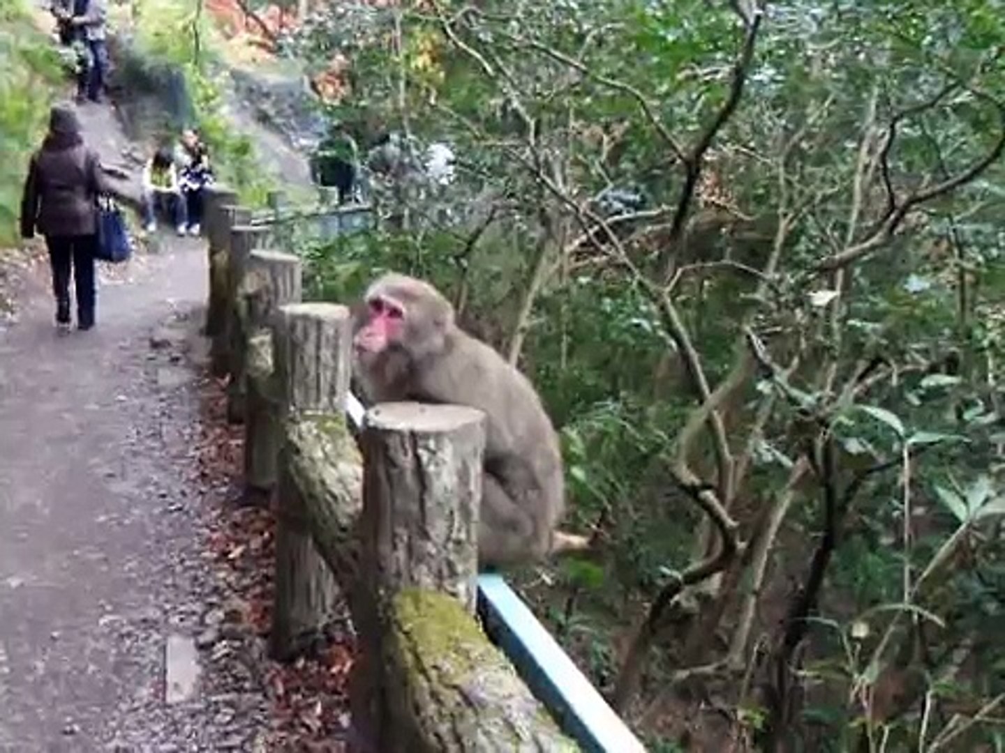 箕面公園の猿 Video Dailymotion