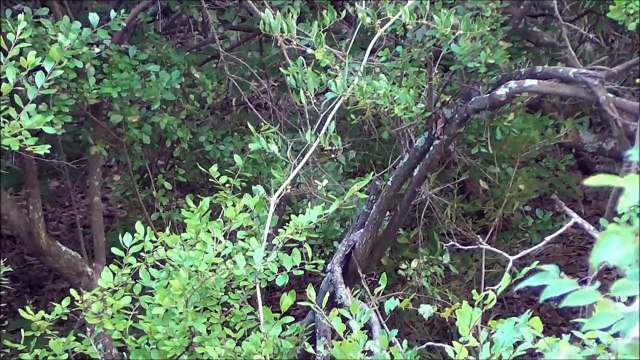 2014 Bowhunting - Hogs Hogs Everywhere, but Not a Shot to Take
