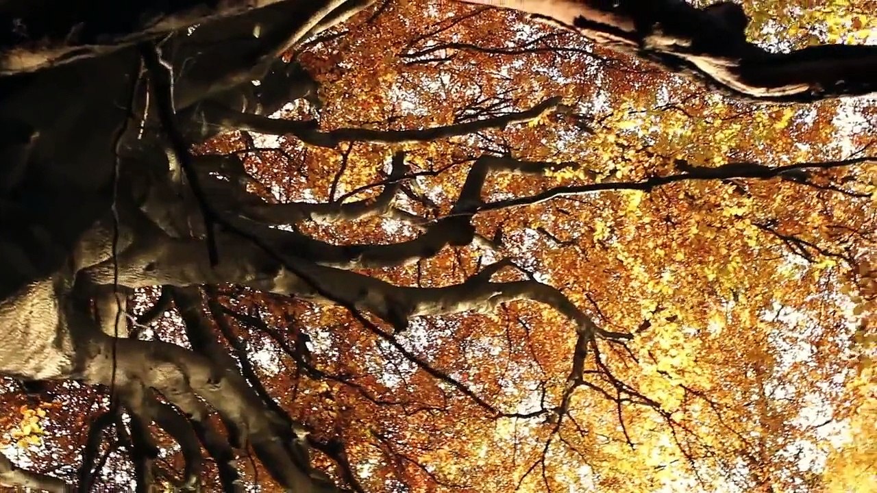 MA FORÊT by Sébastien Pins, Belgium - Forest Film Winner