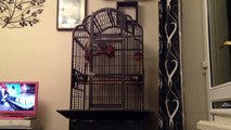 X Rated African Grey Parrot # 9