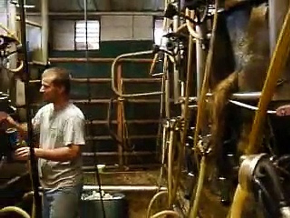 Cow Milking 101