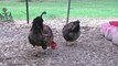 Golden Laced Wyandotte Chickens