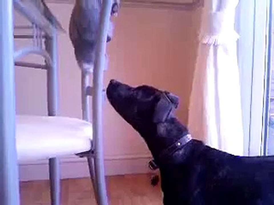 parrot bites dog