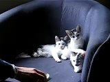 Nice kittens - Süße Katzenbabys ;)